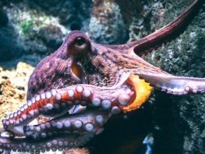Dystopia, octopus intelligence, and what makes us&nbsp;human.